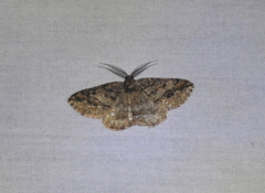 Pterospoda nigrescens