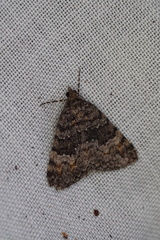 Dichromodes semicanescens