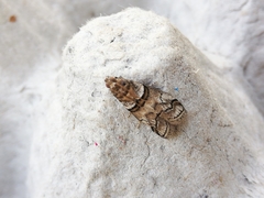 Acrobasis romanella