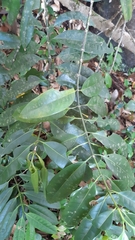 Craterispermum microdon