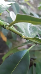 Craterispermum microdon