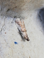 Pseudacrobasis tergestella