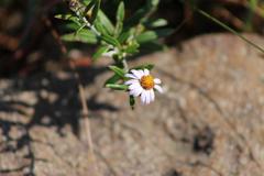 Athrixia phylicoides