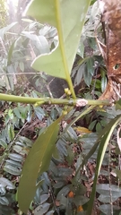 Craterispermum microdon