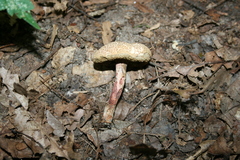 Boletellus chrysenteroides