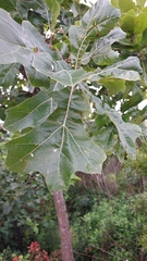 Quercus × bushii