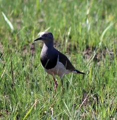 Vanellus melanopterus minor