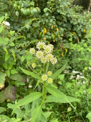 Verbesina walteri
