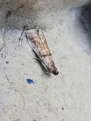 Pseudacrobasis tergestella