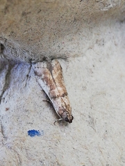 Pseudacrobasis tergestella