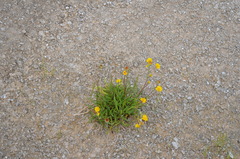 Pyrrocoma lanceolata