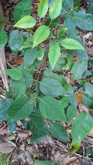 Peponidium carinatum