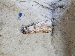 Pseudacrobasis tergestella