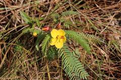 Chamaecrista comosa comosa