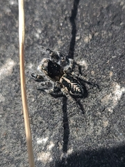 Pellenes peninsularis