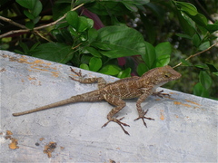 Anolis cristatellus cristatellus