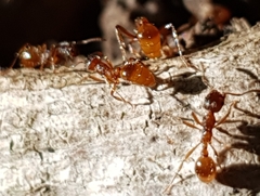 Myrmica
