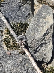 Pellenes peninsularis