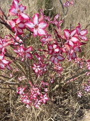 Adenium multiflorum image