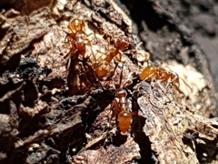 Myrmica