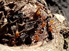 Myrmica