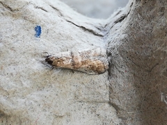 Pseudacrobasis tergestella