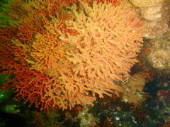 Melithaea rubra