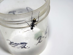 Polyrhachis ammonoeides