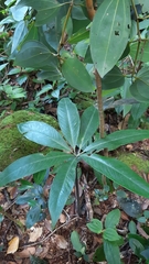 Protarum sechellarum