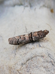 Acrobasis romanella