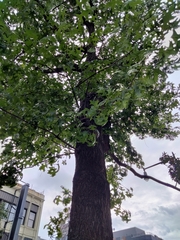 Quercus palustris