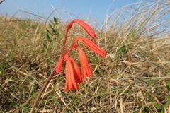 Cyrtanthus brachyscyphus