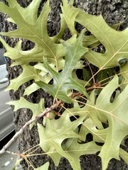 Quercus palustris