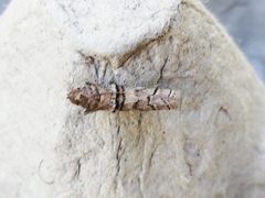 Acrobasis romanella
