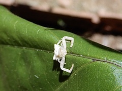 Thomisus spectabilis