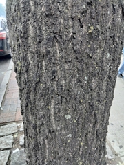 Quercus palustris