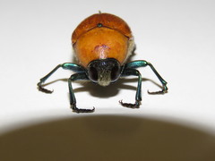 Julodimorpha saundersii