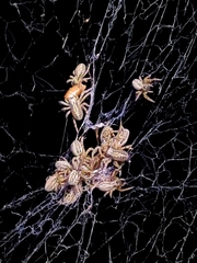 Stegodyphus sarasinorum