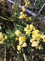 Linaria vulgaris