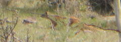 Cynictis penicillata penicillata