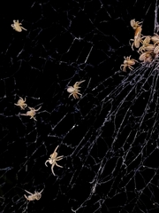 Stegodyphus sarasinorum