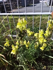 Linaria vulgaris