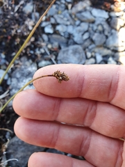 Carex lachenalii