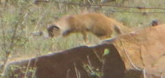 Cynictis penicillata penicillata