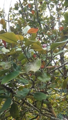 Vateriopsis seychellarum