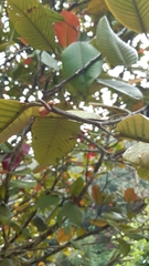 Vateriopsis seychellarum