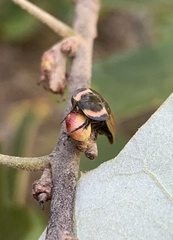 Callirhytis perditor