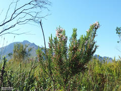 Erica perspicua perspicua