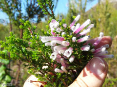 Erica perspicua perspicua