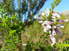 Erica perspicua perspicua
